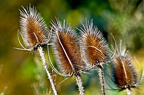 Herfstfluisteringen van de distelhoofden