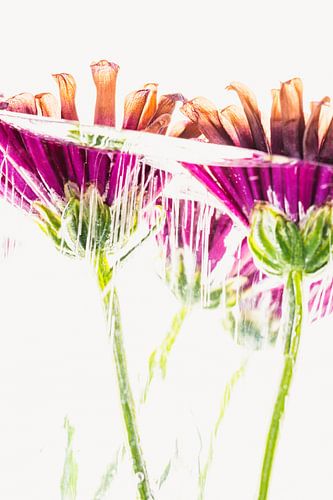 Chrysanthème rose en glace 2