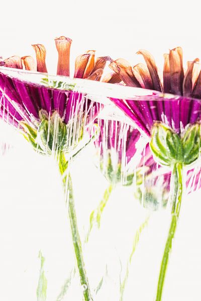 Pink chrysanthemum in ice 2 by Marc Heiligenstein