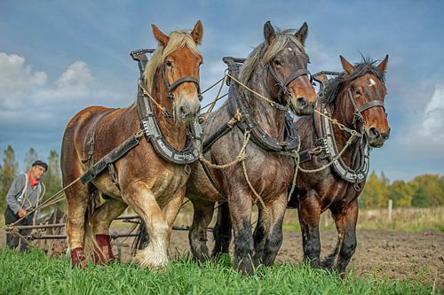 Chevaux de trait sur Lisette van Peenen