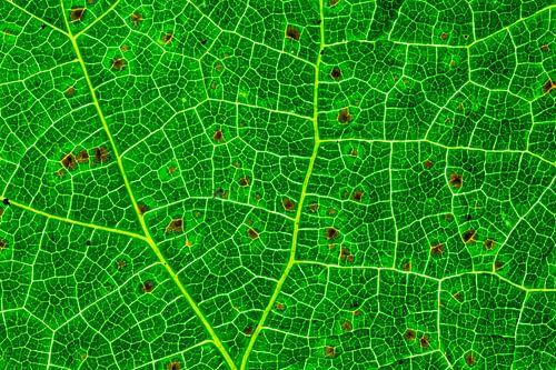 Feuilles d'automne avec nervures