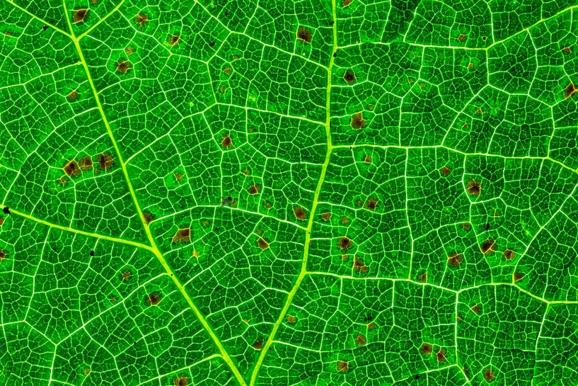 Herbstblätter mit Adern von Carola Schellekens