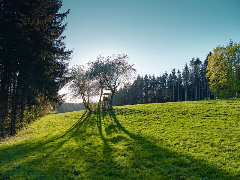 April sun in the Swabian Forest by Max Schiefele