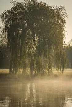 Trauerweide im Nebel