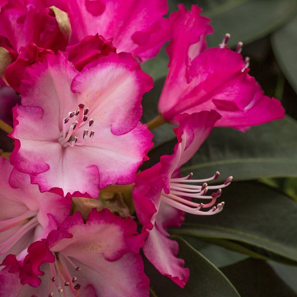 Rhododendron by Jan Croonen