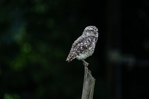 Uiltje