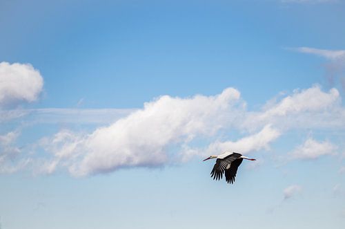 Ooievaar in de bewolkte lucht