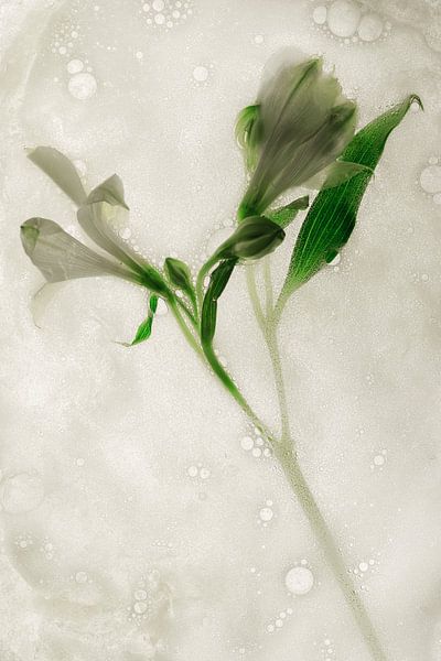 Bloemen om zeep geholpen 5 van Wim van Ooijen