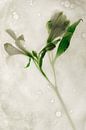 Blumen getötet 5 von Wim van Ooijen Miniaturansicht