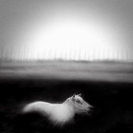 Schaap in Weiland van Frank Wijn