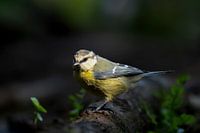 Blue Tit Cyanistes caeruleus