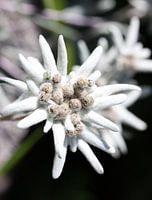 Edelweiss