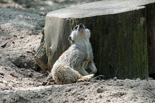 stokstaartje kijkt omhoog naast omgezaagde boomstam
