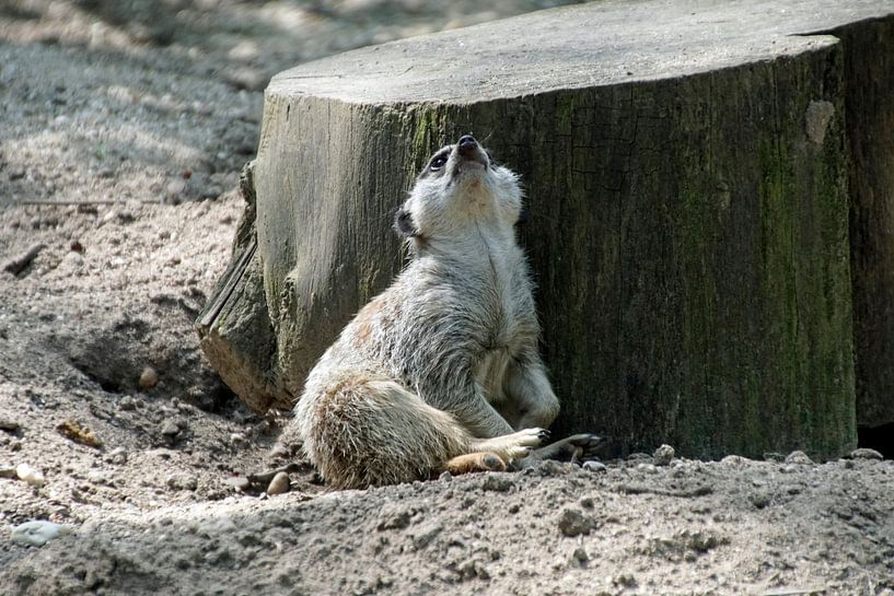 stokstaartje kijkt omhoog naast omgezaagde boomstam van wil spijker