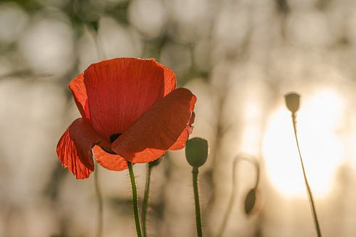 Mohnblume bei untergehender Sonne