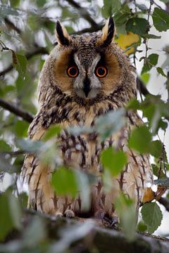 Long-eared owl in a tree  by Menno Schaefer