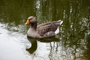 Beautiful white brown domestic goose swims in a pond by creativcontent
