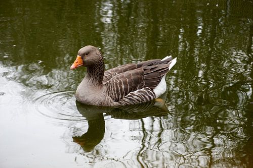Mooie witbruine tamme gans zwemt in een vijver
