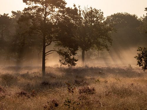 Hei, bomen, mist en zonnestralen tijdens zonsopkomst