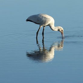 Spoonbill on the mudflats by Johanna Oud