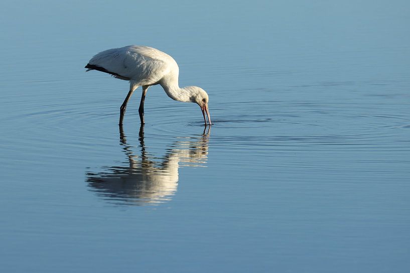 Löffler auf dem Wattenmeer von Johanna Oud