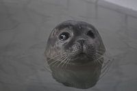 Zeehond