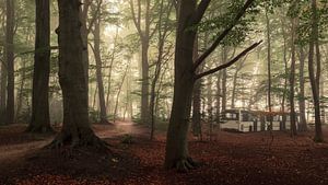 Ein Morgen im Slochter Wald