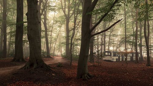 Ein Morgen im Slochter Wald