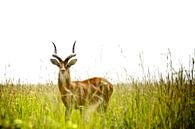 Wildtiere von Niek Belder Miniaturansicht