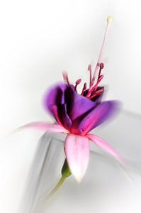 Couleur fuchsia