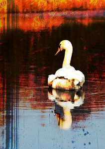 Cygne