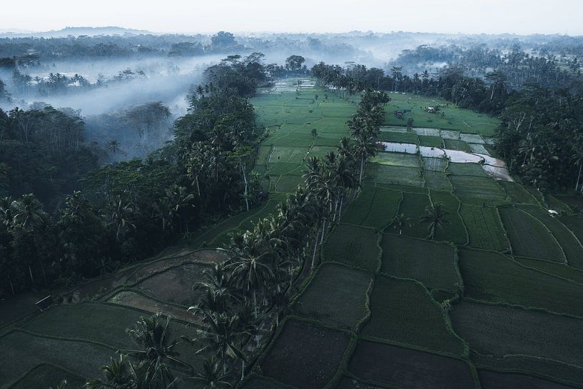 Morgennebel über den Reisfeldern von Bali von Dylan Shu Photography