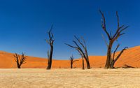Sossusvlei Namibia (2) by Adelheid Smitt thumbnail