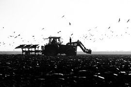 Tractor in the field with birds by Jim Plaum