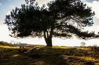 Ein Baum, der Licht ausstrahlt. von Bram van Egmond Miniaturansicht