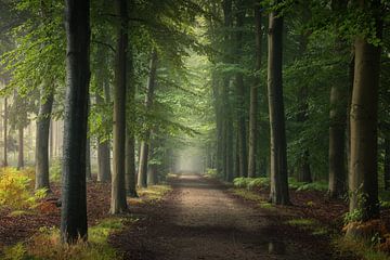 Un matin brumeux et magique dans la forêt sur Niels Tichelaar