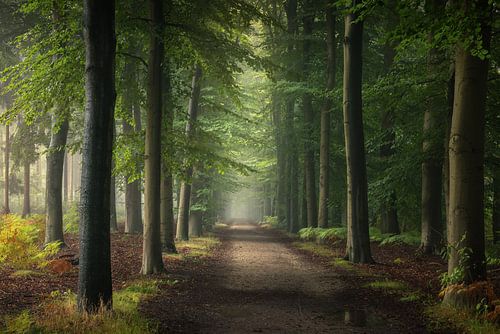 Een mistige magische ochtend in het bos