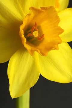 Daffodil by Larka Louwe