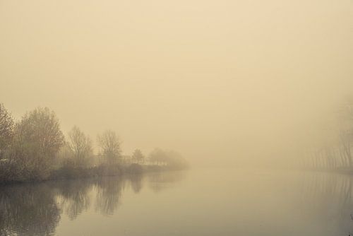Het ontwaken van bomen in het ochtendlicht. Monochroom.