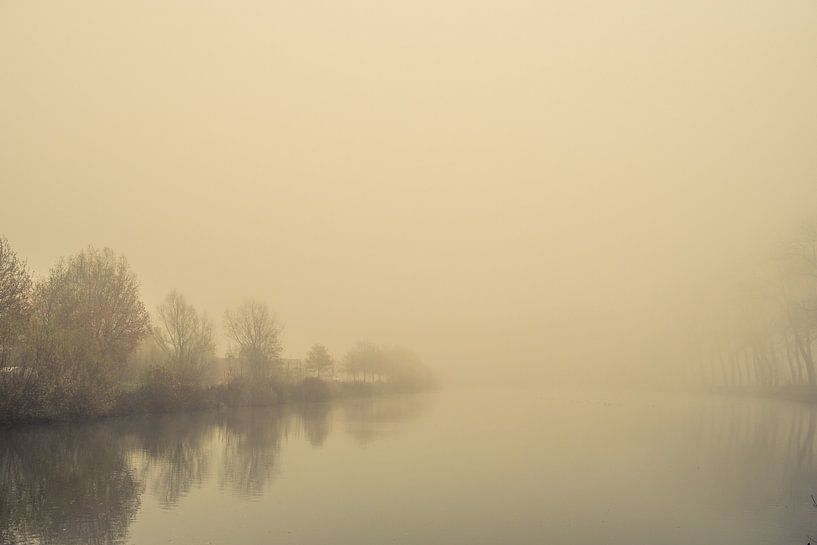 Awakening trees in the morning light. Monochrome. by Femke den Hollander