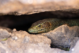 Madeira lizard on volcanic rock #5 by Charlotte Hagg