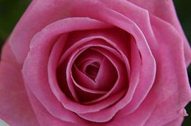 Roos von G.m. Seuren