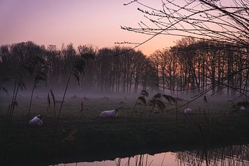 Nebliger Sonnenaufgang mit Schafen in den Niederlanden von Rianne van Baarsen