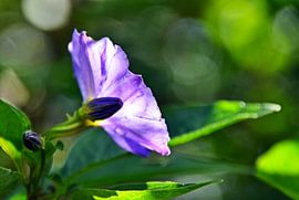 a gentian bush flowering in my garden by Werner Lehmann