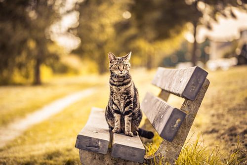 Katze auf der Bank