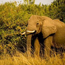 Olifant in Oeganda, Afrika by Laurien Blom