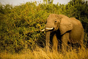 Olifant in Oeganda, Afrika van Laurien Blom