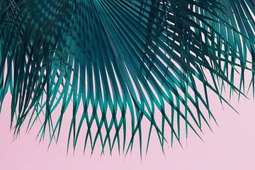 Blauw-groen palmblad en roze lucht op het strand van Adriana Mueller