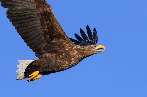 Seeadler fliegt am Himmel über dem Norden von Sjoerd van der Wal Fotografie