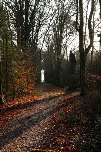 Zonnige beukenlaan in het bos